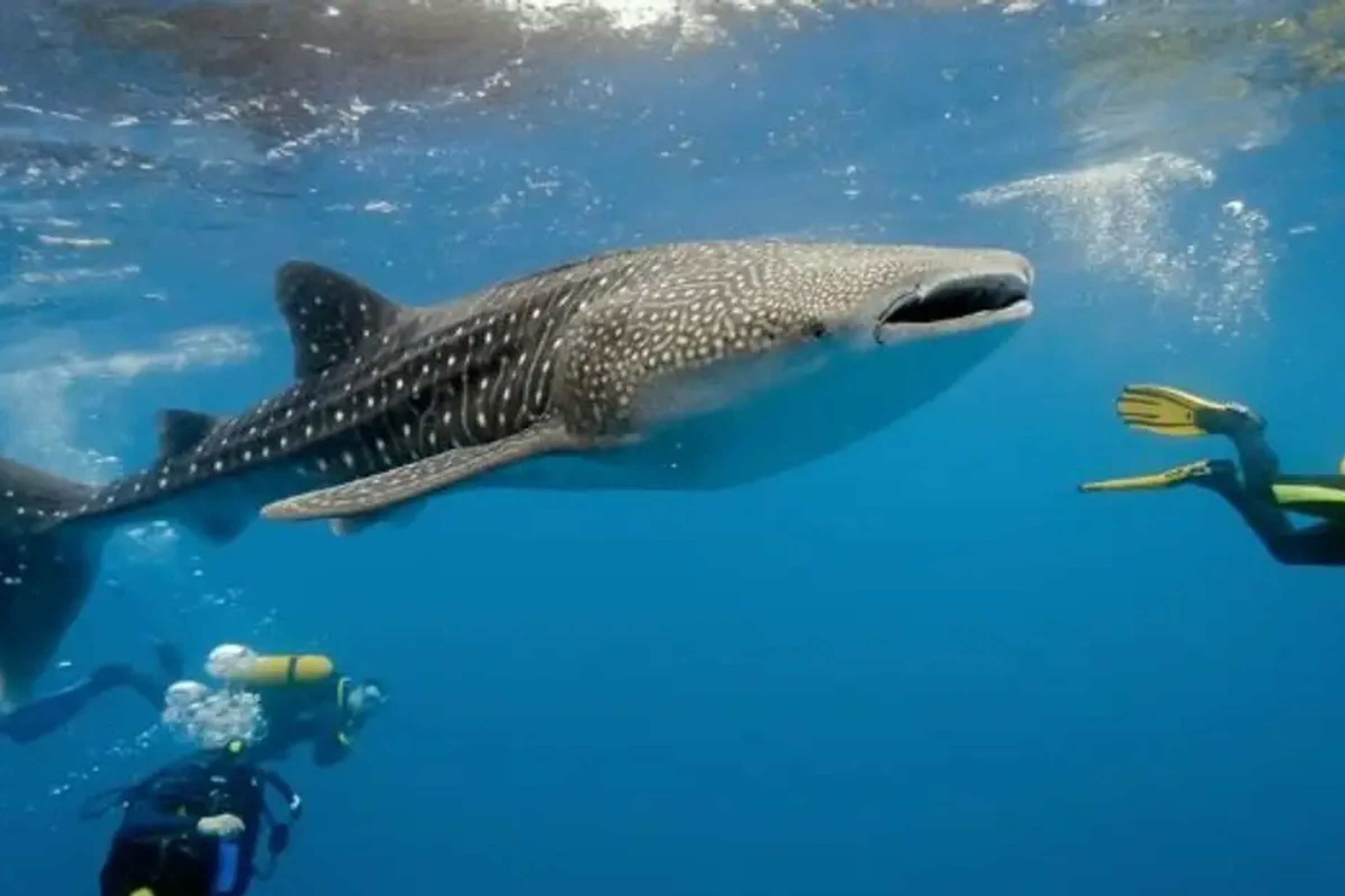 Whale Shark with Tumalog Falls & Sumilon Sandbar